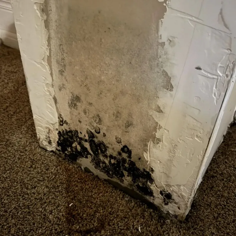 Professional Mold Removal in Los Alamos, NM